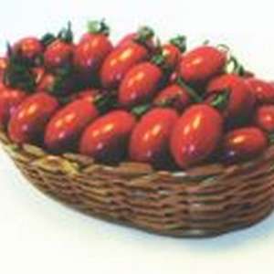 Коти F1 - томат индетерминантный, May Seed (Турция) фото, цена